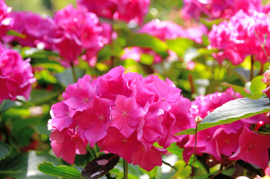 Flox