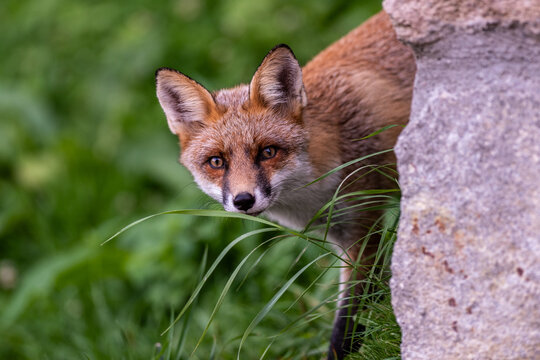 Close-up portrait of an urban fox hiding beside a wall in the city, illustrating wildlife adapting to human environments and urban habitats.