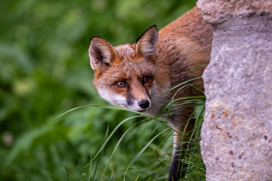 Close-up portrait of an urban fox hiding beside a wall in the city, illustrating wildlife adapting to human environments and urban habitats.