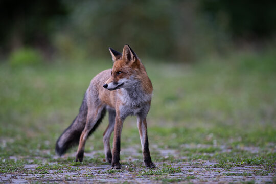 Urban fox hiding beside a wall in a city environment, showing wildlife adaptation and coexistence with human urban habitats.