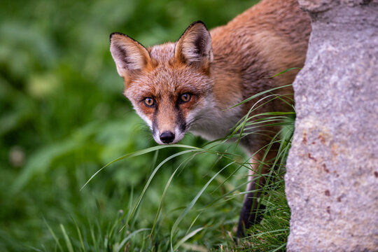 Close-up portrait of an urban fox hiding beside a wall in the city, illustrating wildlife adapting to human environments and urban habitats.