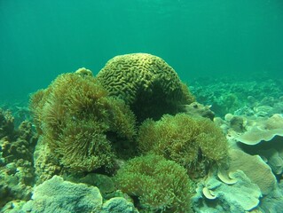Coral reef with sea anemone underwater © photoswithsaran
