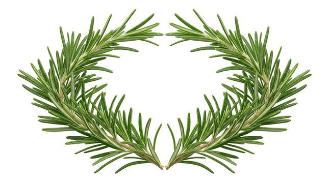 Fresh rosemary wreath frame on white background, aromatic green herb branches arranged in a circular border, organic culinary seasoning sprigs