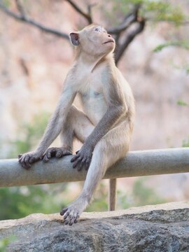 Macaque monkey sitting on railing looking up
