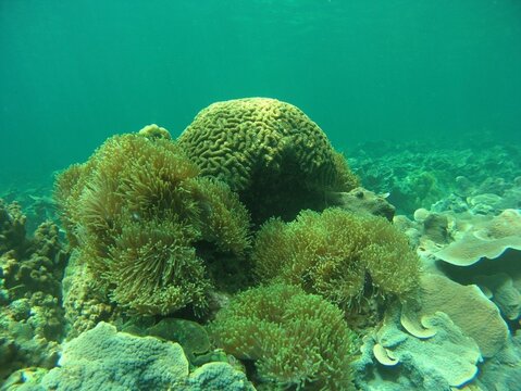 Coral reef with sea anemone underwater