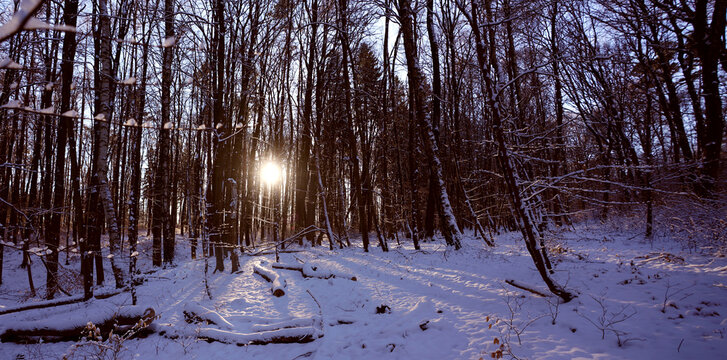 Ein ruhiger Winterwald im Wienerwald, Tullnerbach (&Ouml;sterreich) wird von tief stehender Sonne durchflutet, die zwischen den hohen, kahlen B&auml;umen hindurchscheint. 