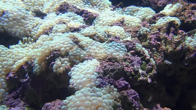 Video of bubble-tip anemone (Entacmaea quadricolor) swaying in the water flow. Zoom effect.