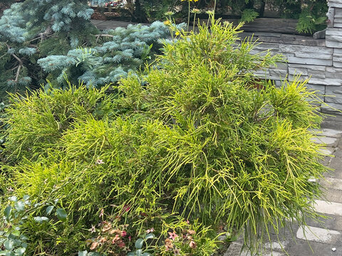 Golden threadleaf arborvitae or Thuja occidentalis Filiformis