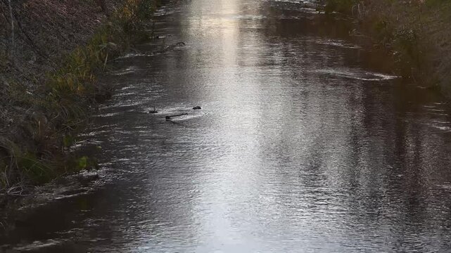 川の流れと水面に反射する光