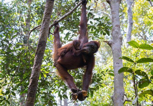 Mother Bornean orangutan and her baby sitting in a tree in the rainforest of Tanjung Puting National Park in Borneo, with the baby holding the mother&rsquo;s arm and interacting while the mother holds food