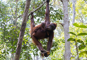 Mother Bornean orangutan and her baby sitting in a tree in the rainforest of Tanjung Puting National Park in Borneo, with the baby holding the mother’s arm and interacting while the mother holds food © xamnex