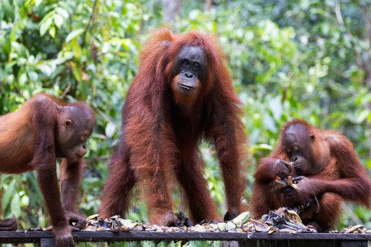 Orangutans or Pongo Pygmaeus is the only asian great found on the island of Borneo and Sumatra.