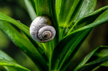 Small White Garden Snail Resting On Bright Green Plant Leaves © multipedia