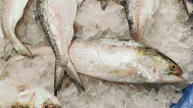 Close up view of fresh Hilsa fish tail and body on ice