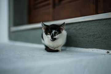 Small black and white cat sitting on a doorstep © GreeceYou