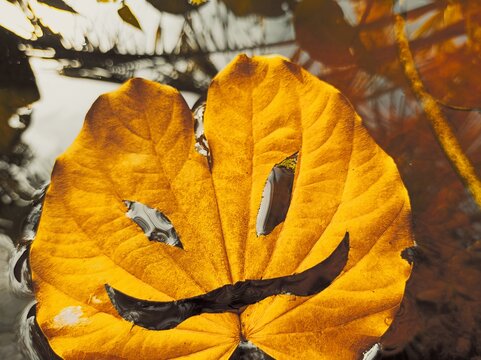Halloween mask, leaf mask in a pond, calls from demons, scary, creepy, spooky mask, don't follow my voice. If you don't want to have. Copy space.