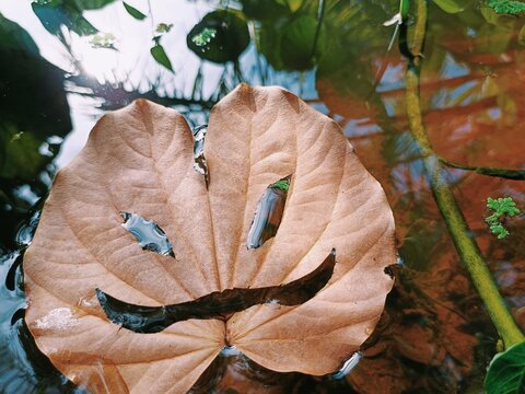 Halloween mask, leaf mask in a pond, calls from demons, scary, creepy, spooky mask, don't follow my voice. If you don't want to have. Copy space.