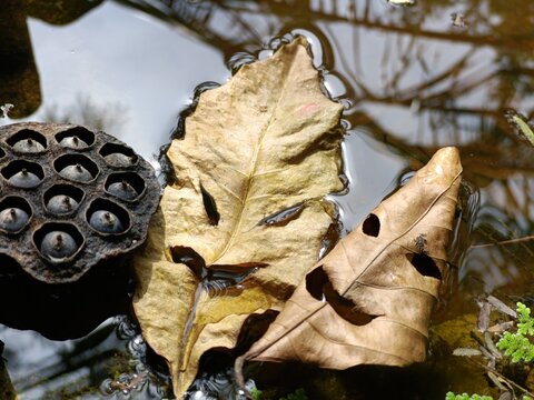 Halloween mask, leaf mask in a pond, calls from demons, scary, creepy, spooky mask, don't follow my voice. If you don't want to have. Copy space.