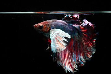 Colorful red and blue Siamese fighting fish with large white fins swimming near the water surface. © wannasak
