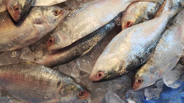 Freshly caught Hilsa shad fish displayed together at market