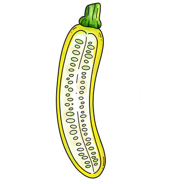 Zucchini Plant Life Cycle Hand Drawn Illustration Collection