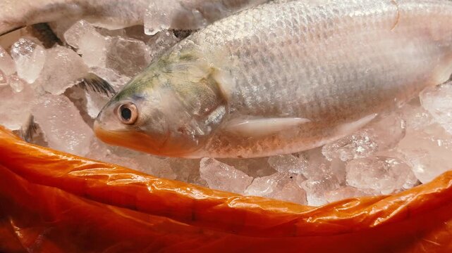 Extreme close up shot of fresh silver Hilsa fish head on ice