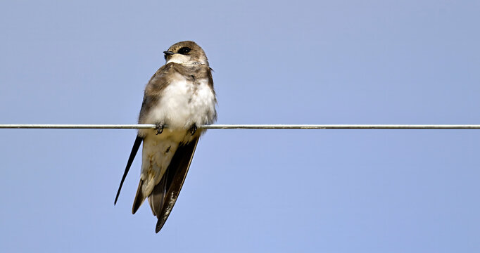 Sand martin sitting on a land wire // Uferschwalbe sitzt auf Leitungsdraht (Riparia riparia) - El Rocio, Do&ntilde;ana National Park, Spain