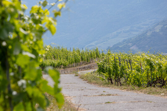 Vignes