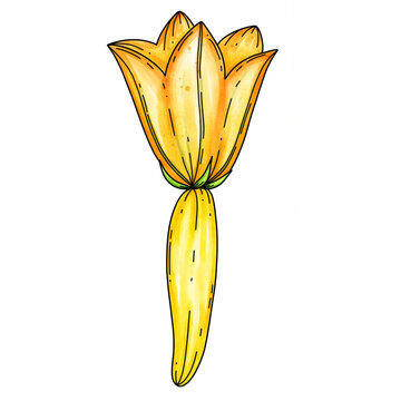 Zucchini Plant Life Cycle Hand Drawn Illustration Collection