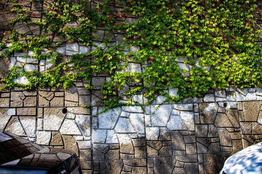 Green vines growing across an old stone wall in a quiet Korean neighborhood
韓国の住宅街で古い石壁を覆う緑のつる植物
