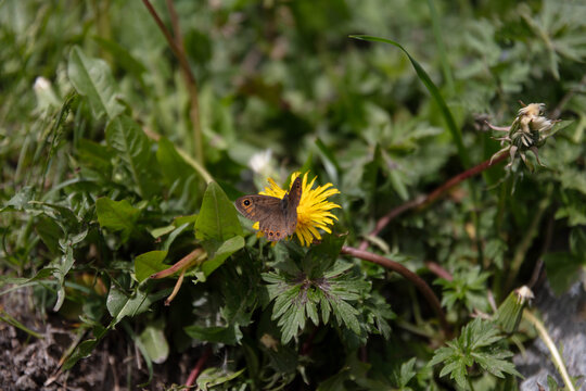 Nature printani&egrave;re 