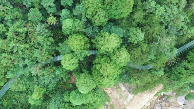 Aerial View of Winding Glass Skywalk Through Lush Green Forest Canopy
