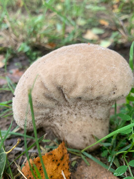 A beige puffball mushroom or Calvatia excipuliformis