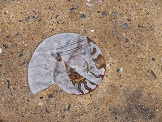 Image of a seashell in the ground. © Saravut
