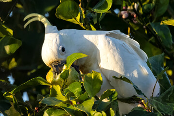 Wild Australian Sulphur-crested Cockatoo feeding on lemons in a lemon tree © Ken Griffiths