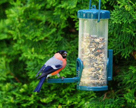 bullfinch in the garden