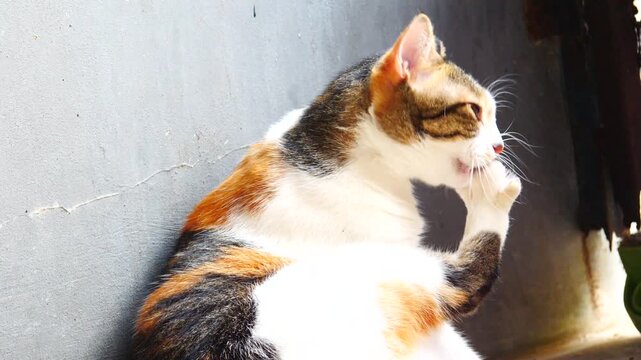 Close-up of a domestic calico cat licking and cleaning its front paw during self-grooming.