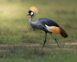 Obraz premium Black crowned crane in Masai Mara