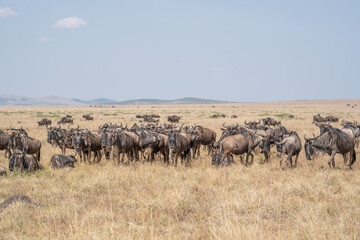 Fototapeta premium Wildebeest migration, Serengeti National Park, Tanzania, Africa