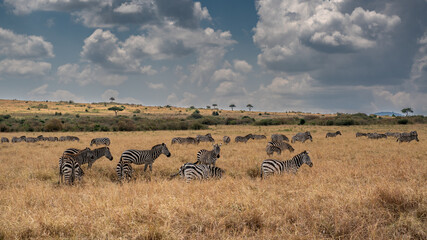 Fototapeta premium a herd of zebra grazing on the plains of masai mary kenya.