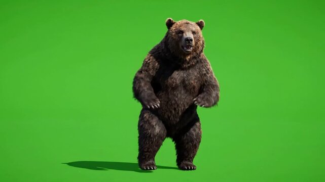 Realistic grizzly bear standing and dancing on green screen, 3D character animation for compositing brown bear