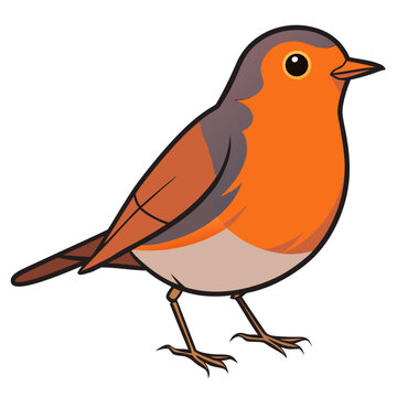 robin on white background