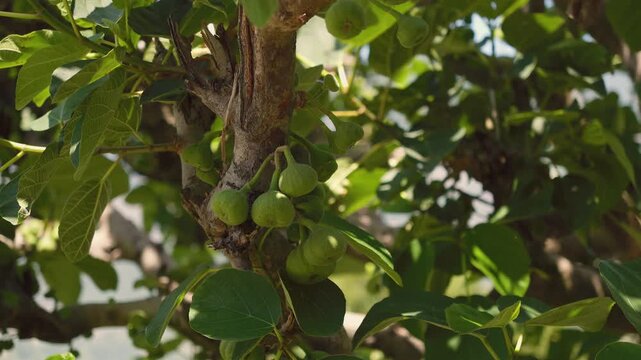 Green figs growing on a tree branch near Rudranath Temple in Gopeshwar Chamoli Uttarakhand India