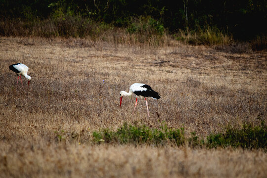 Stork (Ciconia ciconia) is searching for food among the dried grass. Two storks rests during its autumn migration. Ornithology. Bird, animal idea concept. 