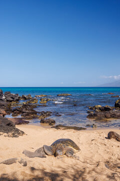 Sea turtle on ocean shore in Hawaii
