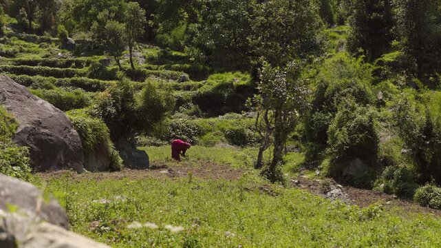 Local farmer works in the terraced fields near Rudranath Temple in Gopeshwar Chamoli Uttarakhand