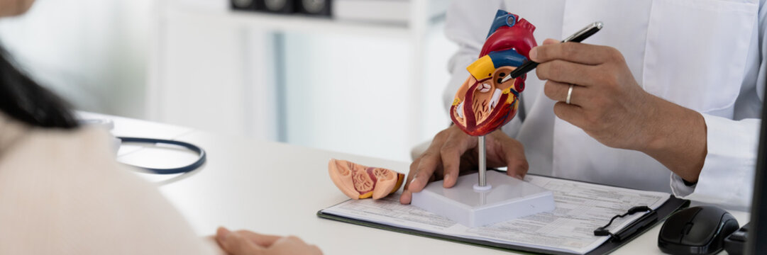 cardiologist educates a patient about heart disease using a heart model in hospital