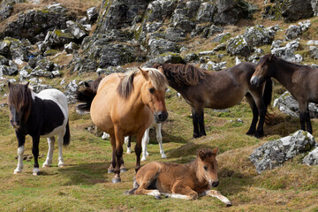 herd of horses in Dartmoor nature reserve, Devon, England © Charlotte