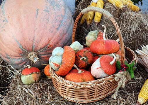 Autumn basket with small pumpkins and ears of corn in an autumn park on a haystack. Autumn still life.