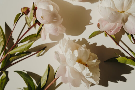 Still Life Of Fresh Blooming White Peonies On Cream Background With Sunbeam Shadows
